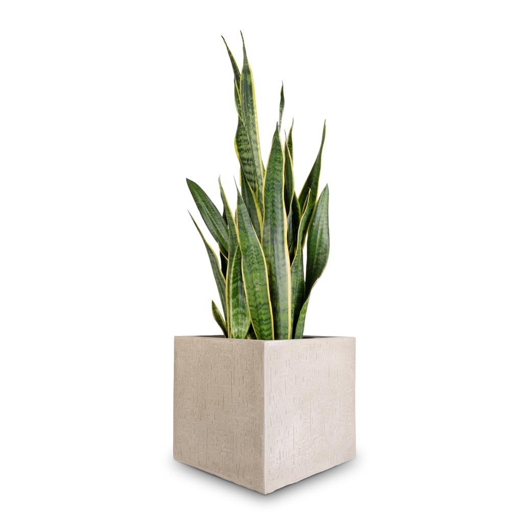 Sansevieria trifasciata Laurentii - Variegated Snake Plant & Raindrop Cube Planter - Stone