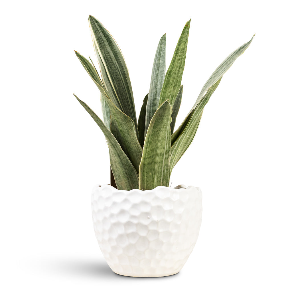 Sansevieria trifasciata Metallica 14x50cm House Plant In Kew Textured Pot White 21x17cm