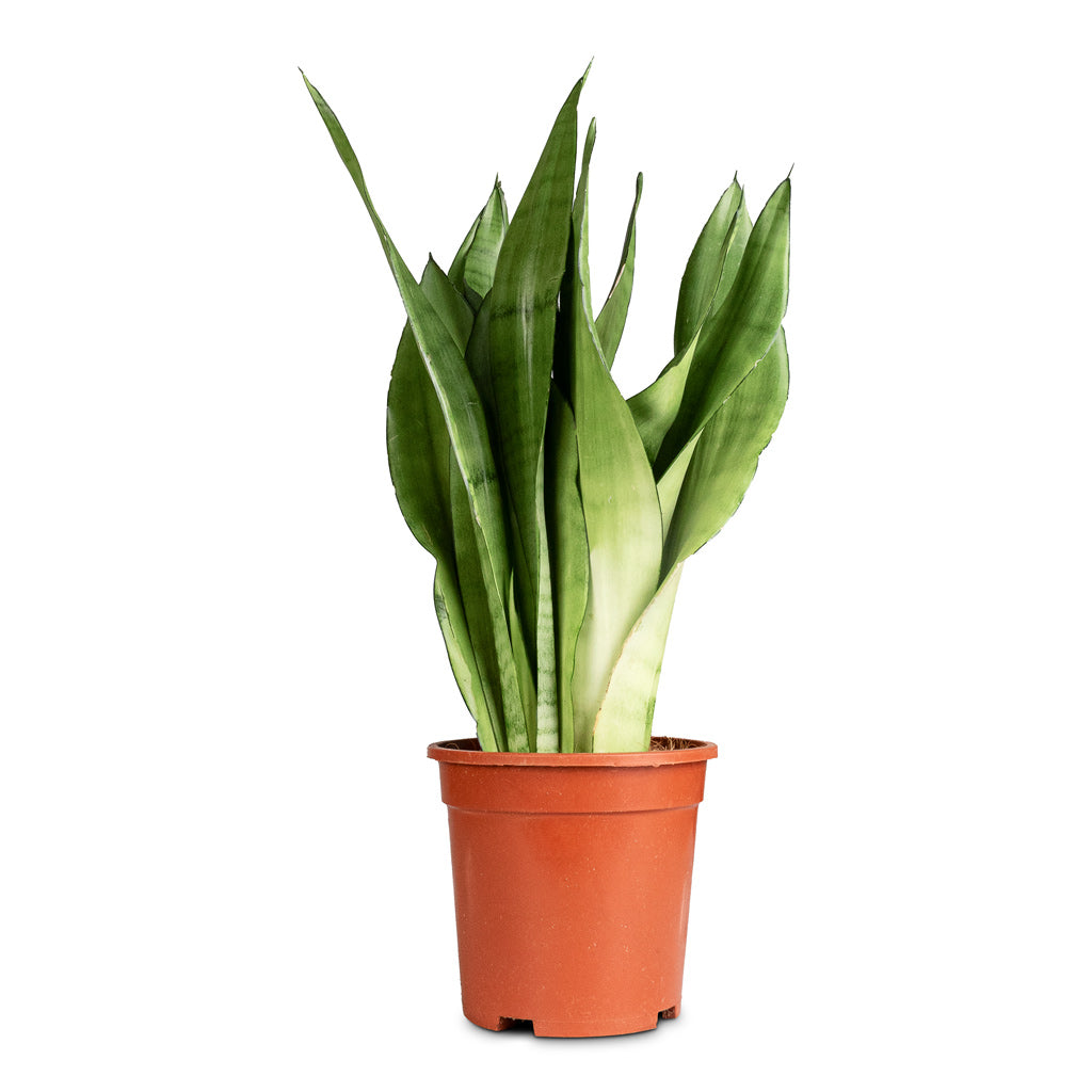 Sansevieria trifasciata Moonshine - 17x60cm