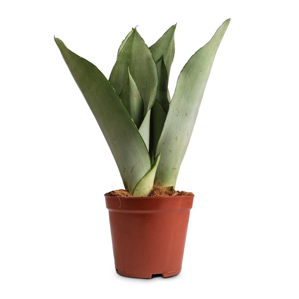 Sansevieria trifasciata Moonshine - Snake Plant