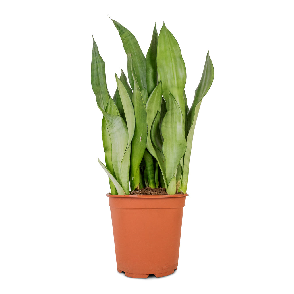Sansevieria trifasciata Moonshine - Snake Plant - 21 x 70cm