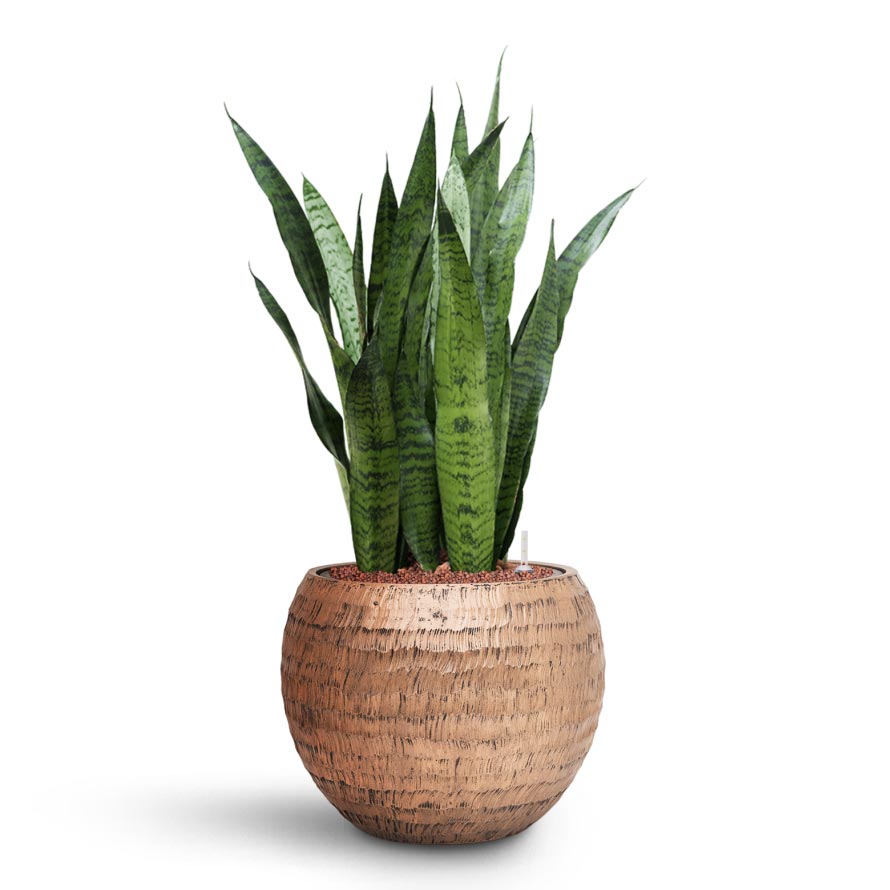 Sansevieria zeylanica - HydroCare & Opus Hammered Globe Planter - Gold