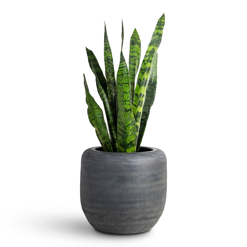 Sansevieria zeylanica - 17x60cm House Plant in Roxan Pot Anthracite - 26x24cm