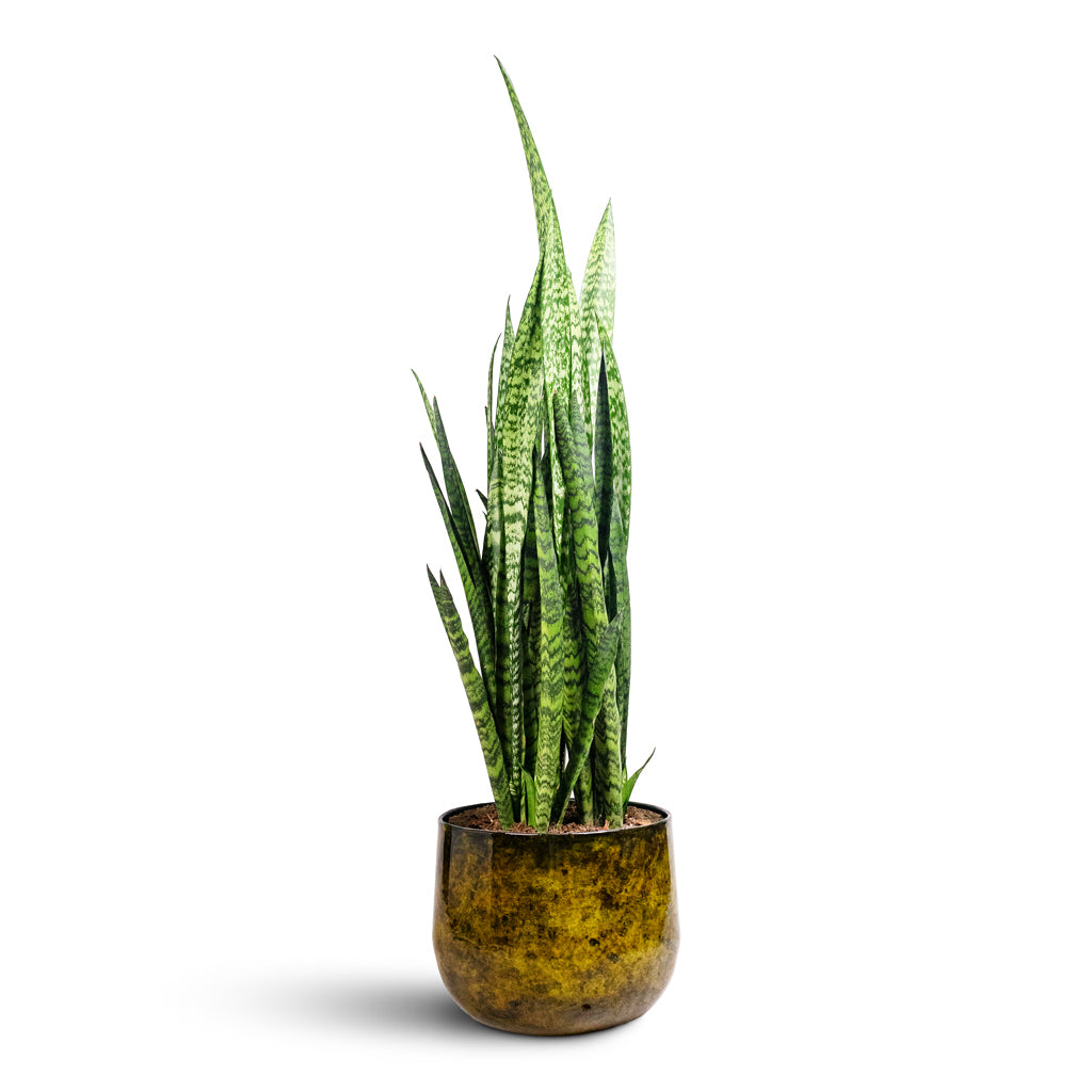 Sansevieria zeylanica 30x100cm Emmie Metal Pot Mystic Yellow 31x25cm