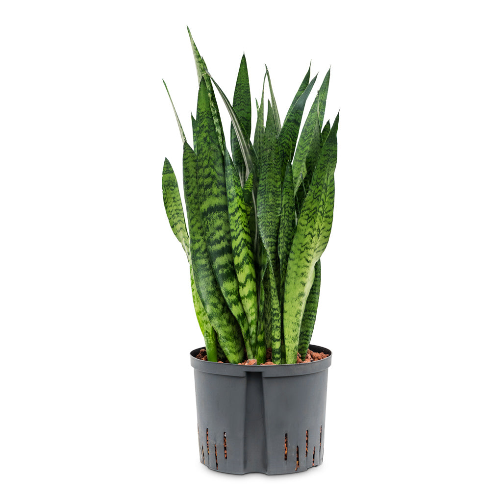 Sansevieria zeylanica - HydroCare - 25/19 x 70cm