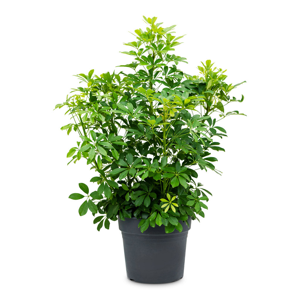 Schefflera arboricola - Dwarf Umbrella Tree - 34 x 80cm