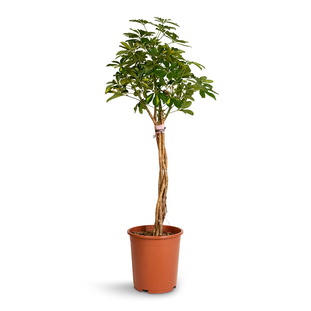 Schefflera arboricola Gold Capella - Dwarf Umbrella Tree - Twisted Stem - 30 x 120cm