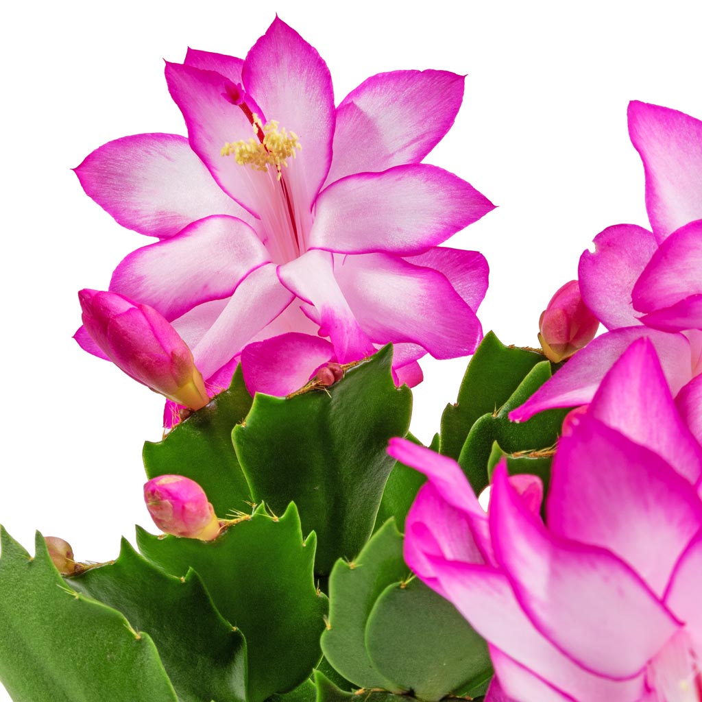 Schlumbergera - Christmas Cactus - Pink/Purple Flowers