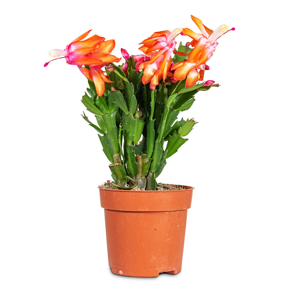 Schlumbergera Christmas Cactus Red 10.5x25cm