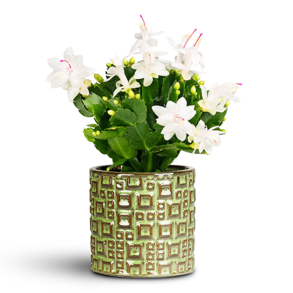 Schlumbergera Christmas Cactus White 12x25cm Fiene Pot Green 14x14cm