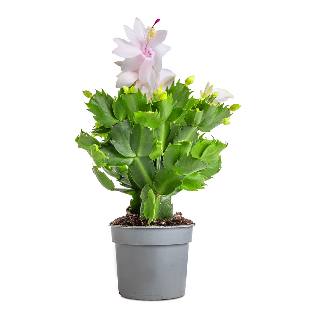 Schlumbergera - Christmas Cactus - White - 9 x 23cm