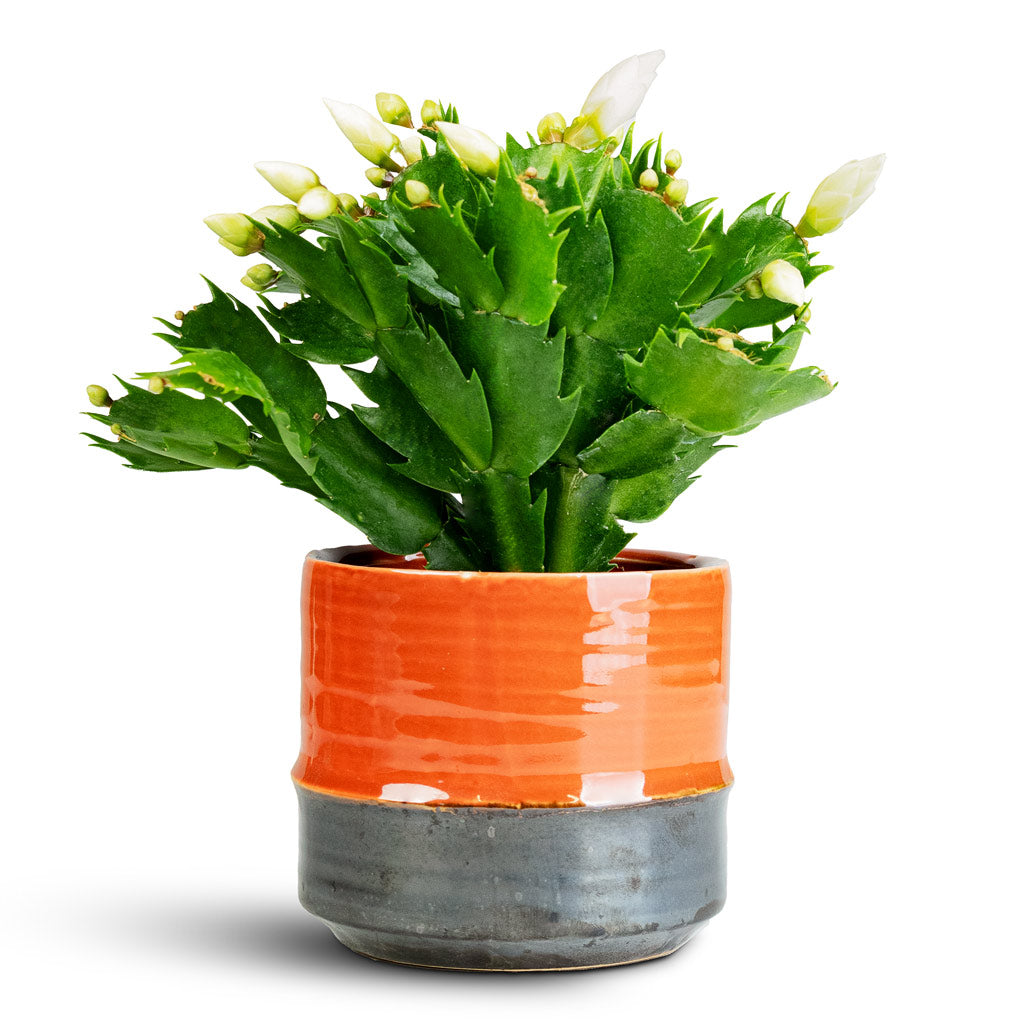 Schlumbergera Christmas Cactus White 9x23cm Marlijn Pot Coral 11x9cm