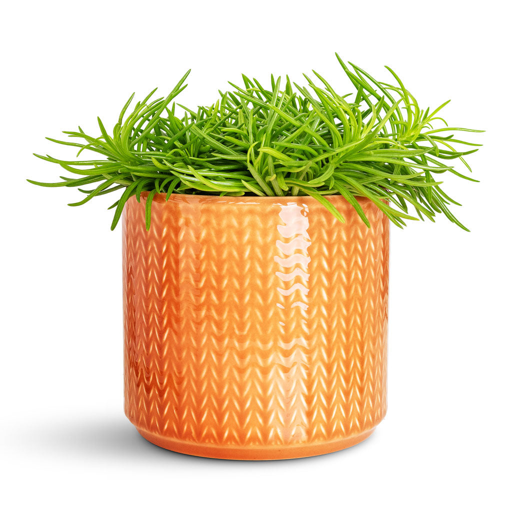 Senecio Himalaya In Chevron Pot Sienna