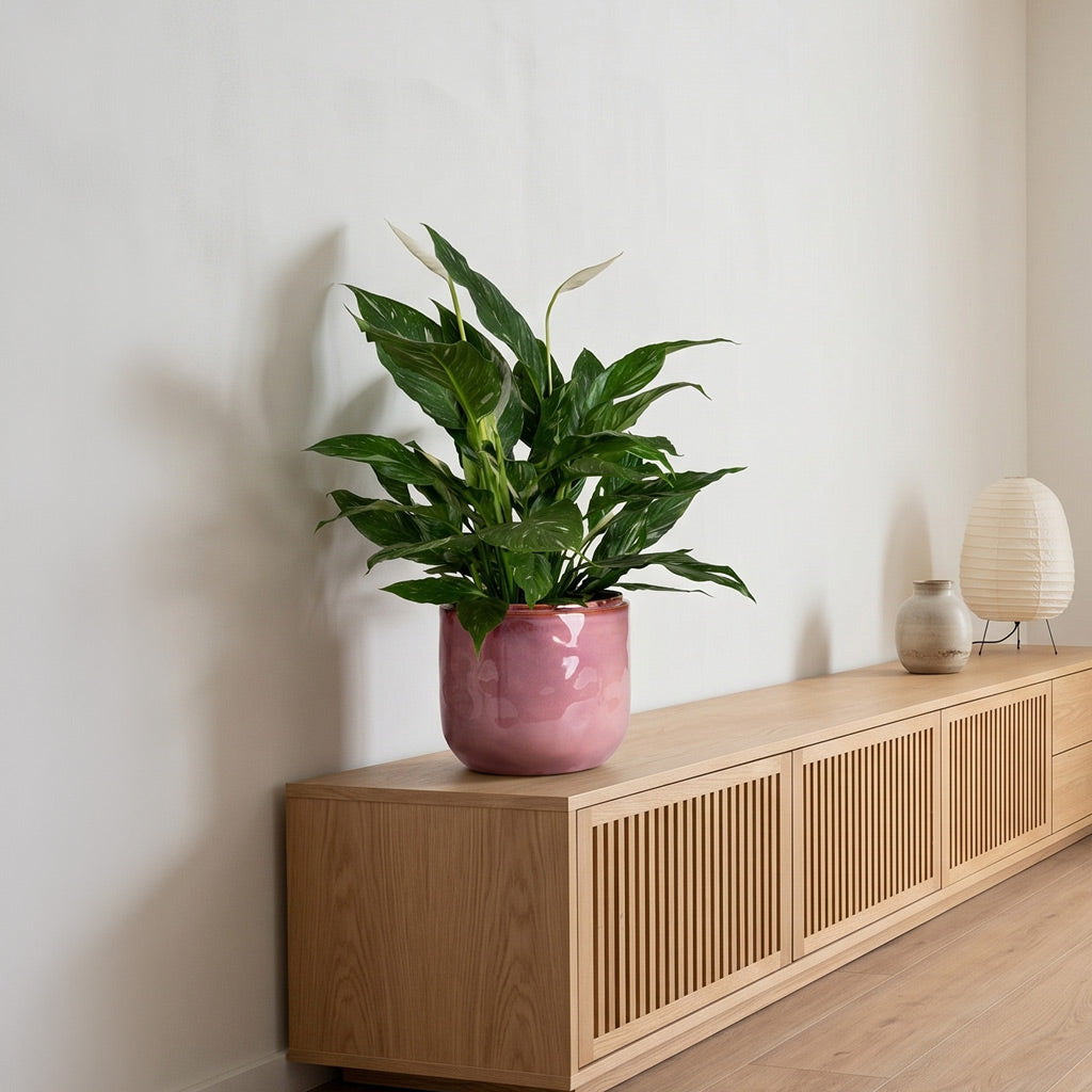 Spathiphyllum Diamond 14x60cm house plant in Mabel Pot Cherry 23x20cm Lifestyle