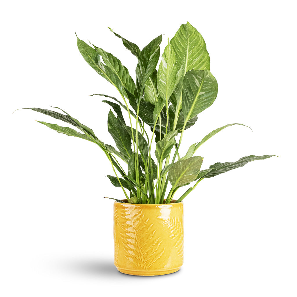 Spathiphyllum Diamond 14x60cm House Plant In Orla Fern Pot Mustard 17.5x16.5cm