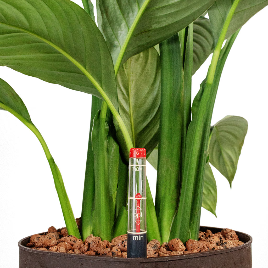 Spathiphyllum Sensation Hydro Close Up Of Water Meter & Hydro Granules