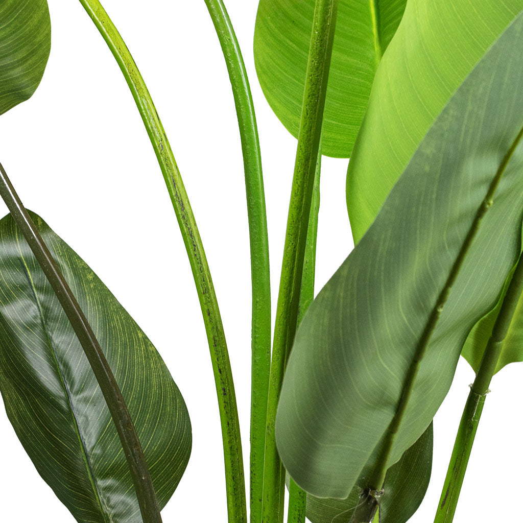 Strelitzia Bird of Paradise Artificial Close Up Of Stems