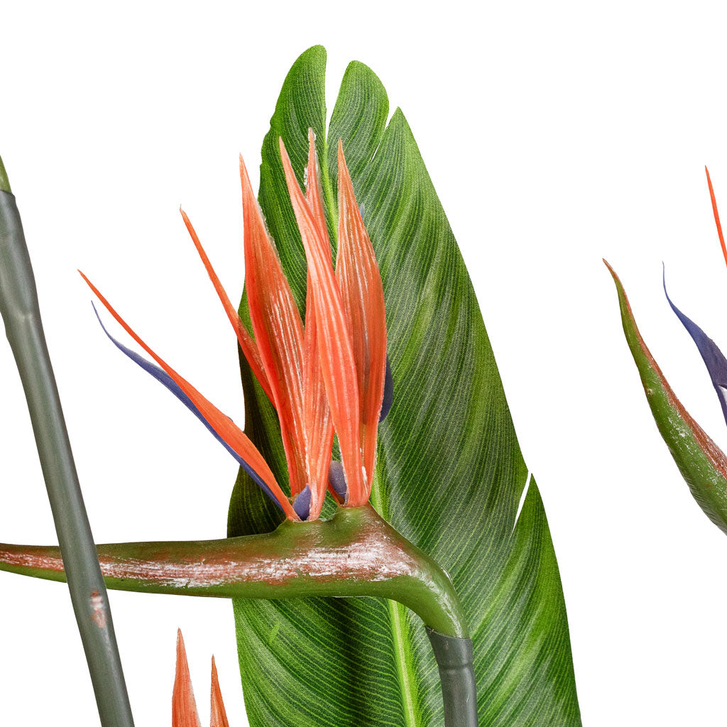Strelitzia Flowering Bird of Paradise Close Up of Flower And Leaf
