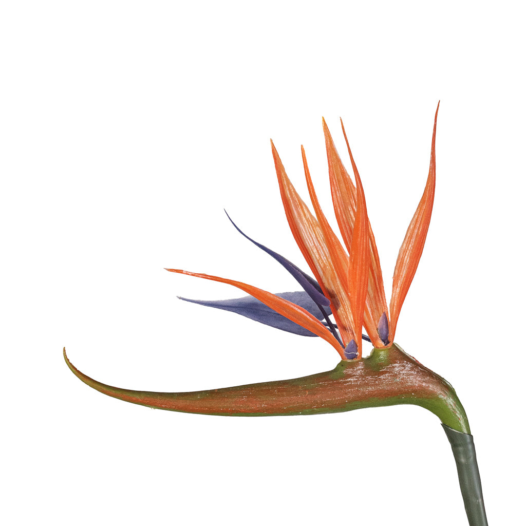 Strelitzia Flowering Bird Of Paradise Close Up Of Flower