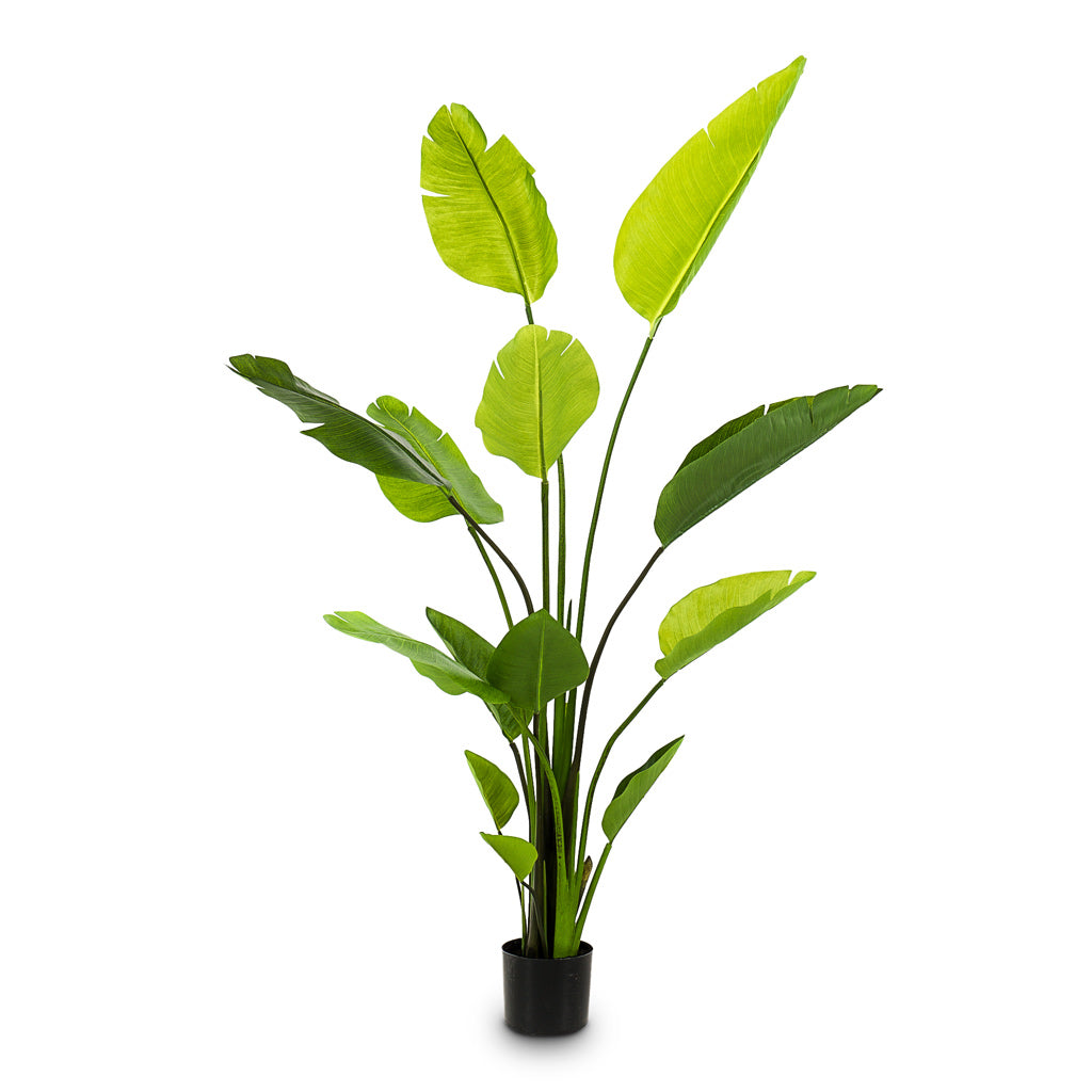 Strelitzia Nicolai Artificial - 150cm