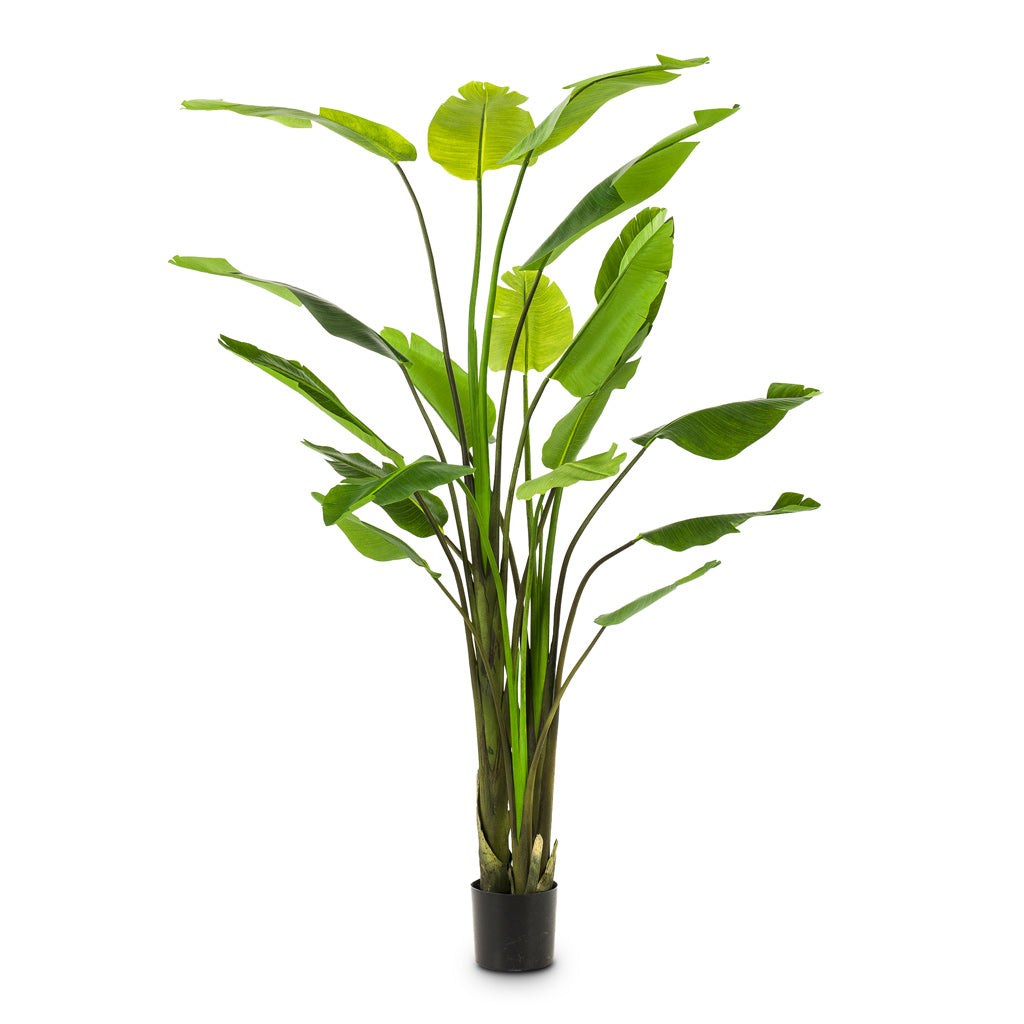 Strelitzia Nicolai Artificial - 235cm