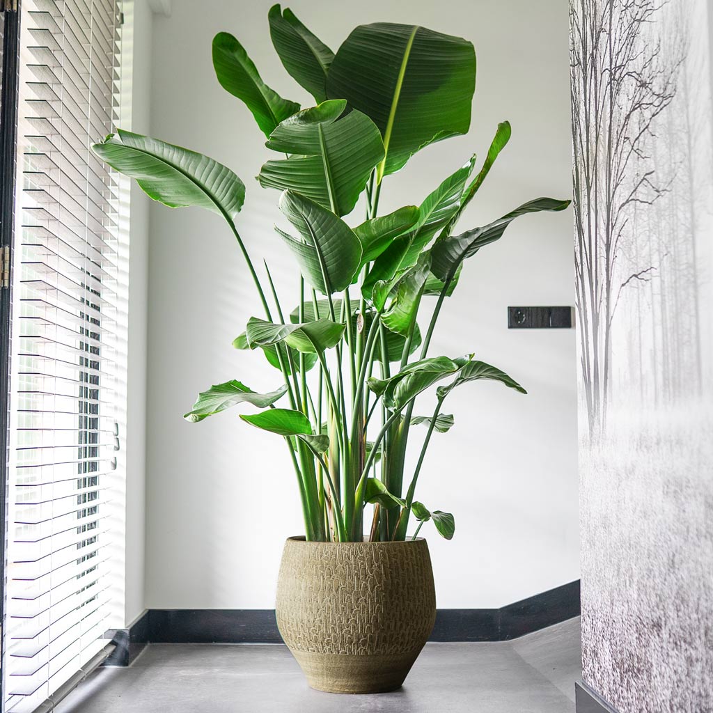 Strelitzia Nicolai Giant White Bird of Paradise In Rafael Pot Olive