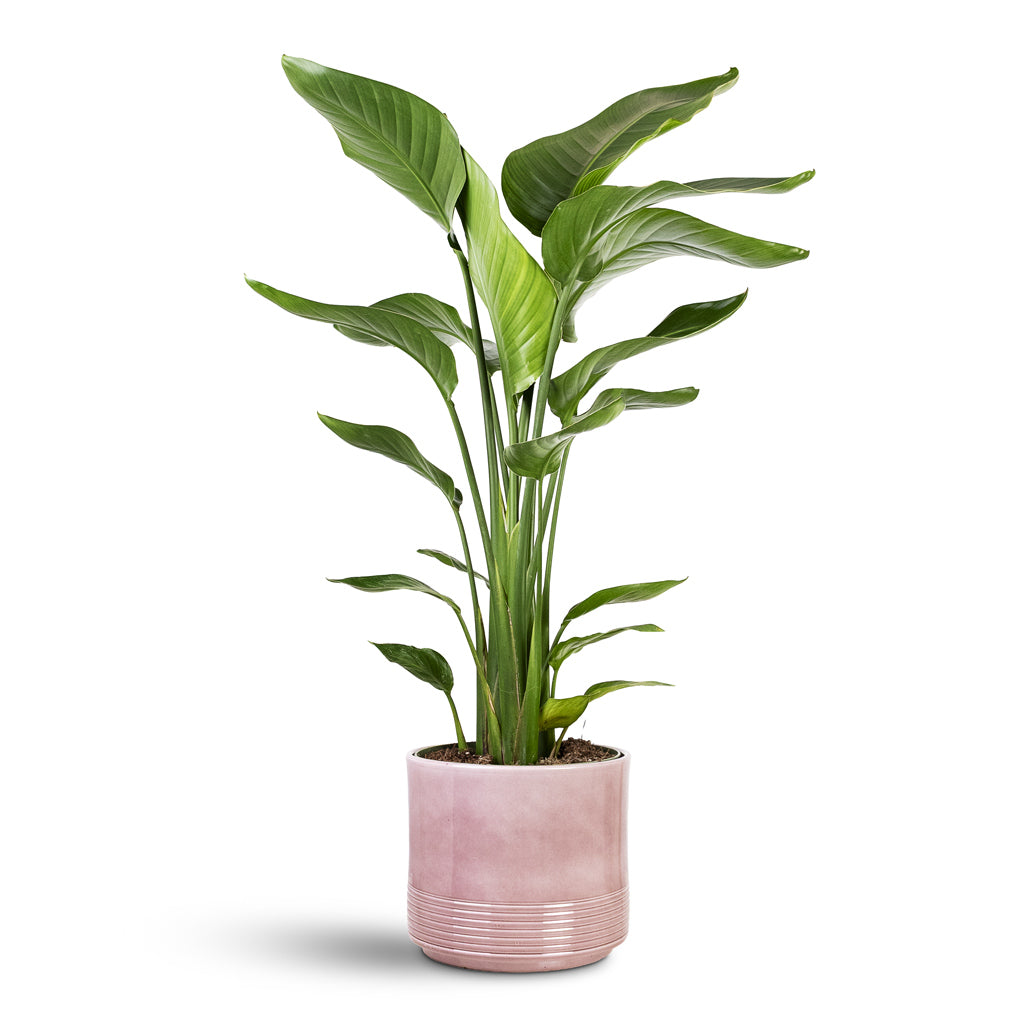 Strelitzia nicolai 21x100cm House Plant In Munich Pot Rose Gloss 23x19cm