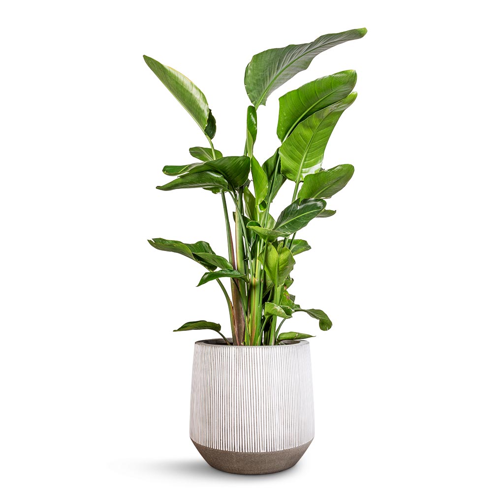 Strelitzia nicolai - Giant White Bird of Paradise & Harith Plant Pot - Ridged White Stripe