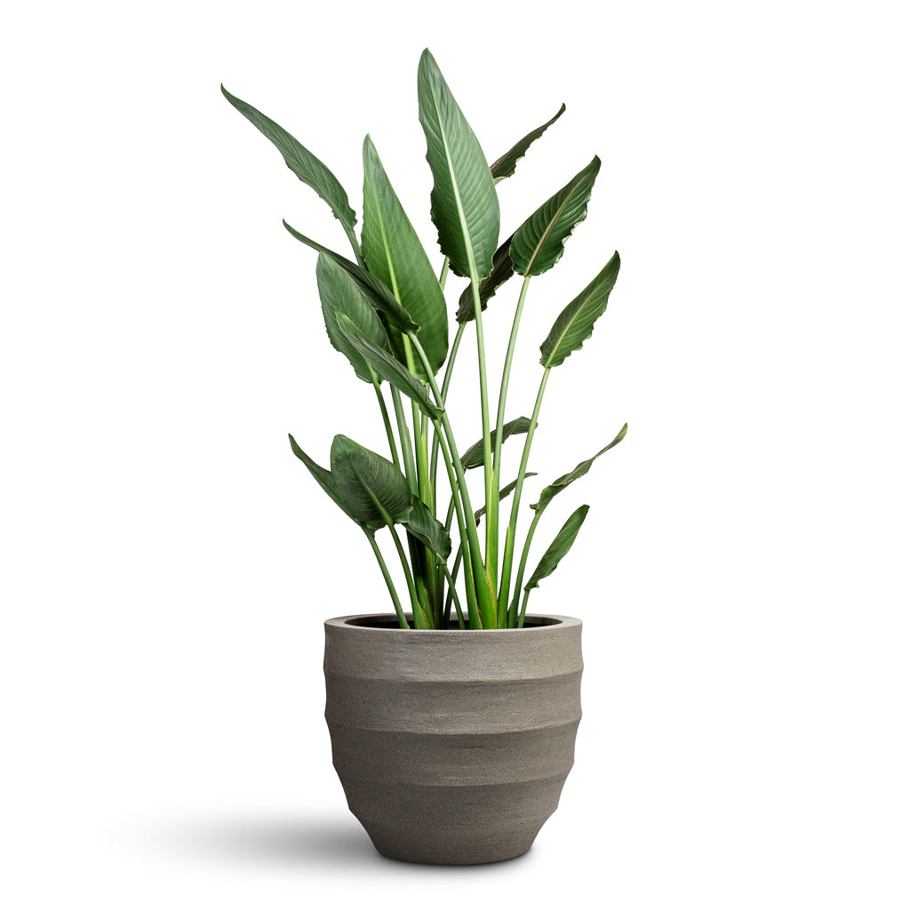 Strelitzia reginea Bird of Paradise - 28x100cm & Bordo New Egg Pot Planter Clay - 45x38cm