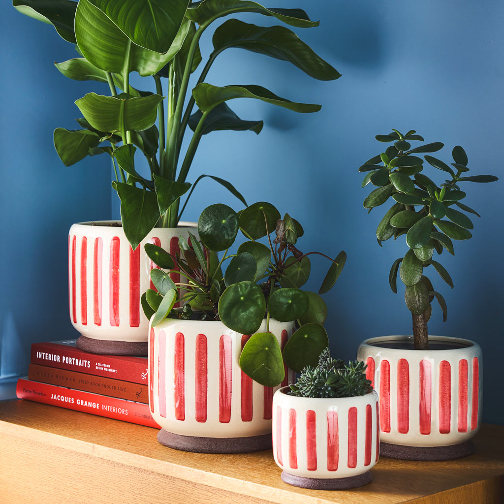Chinese Money Plant & Strelitzia Nicolai Bird Of Paradise In Stripe Plant Pot Red