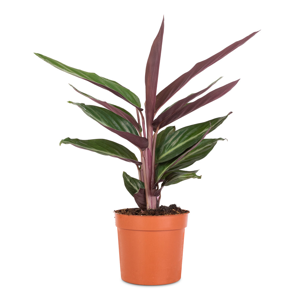 Stromanthe sanguinea Stripestar
