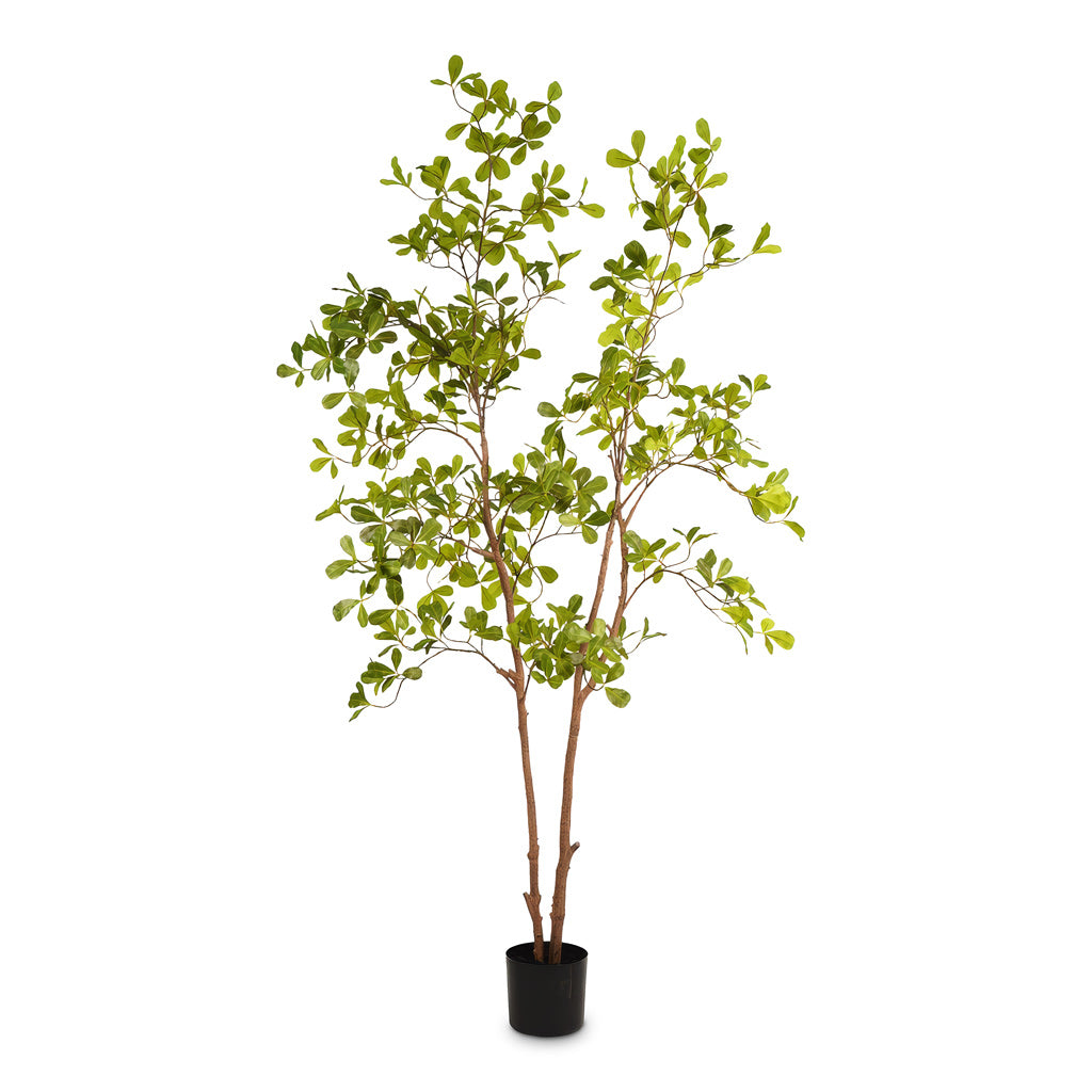 Terminalia Tree Potted Artificial 175cm