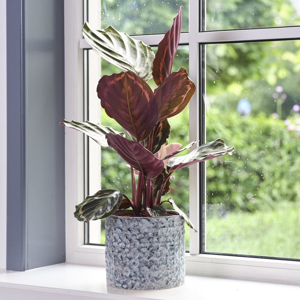 Terni denim pot with a roseopicta house plant