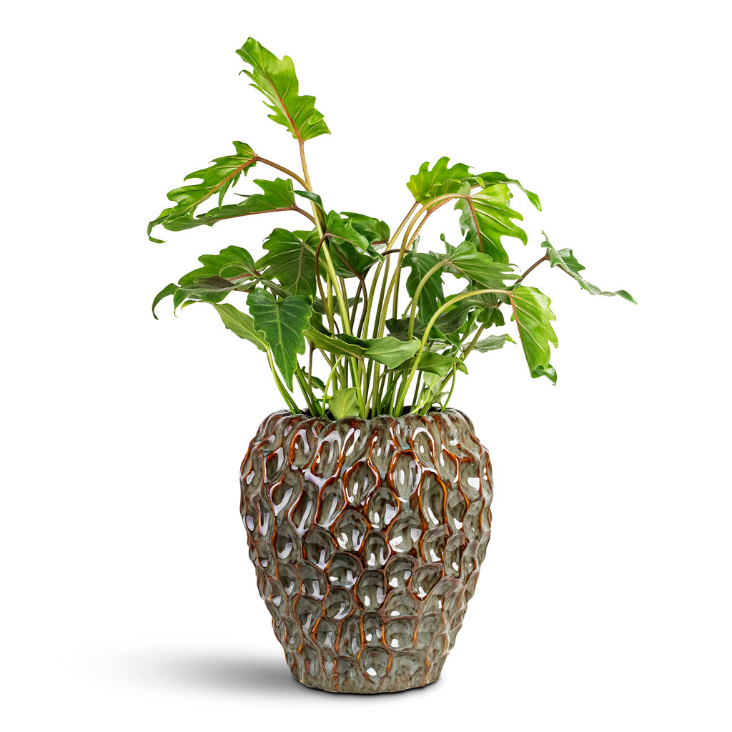 Thaumatophyllum Xanadu - 19x60cm House Plant In Rachel Pot Ocean - 32x33cm