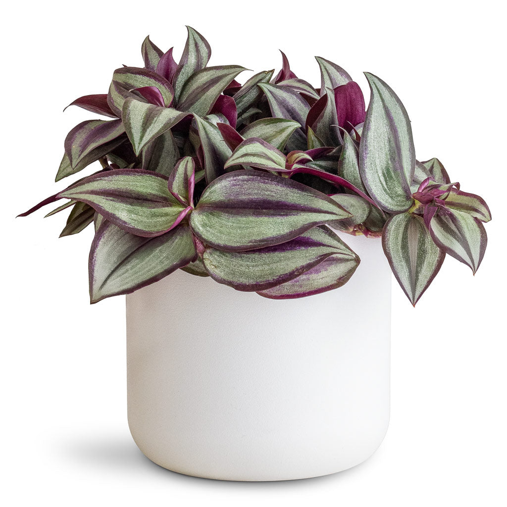 Tradescantia zebrina - 12x15cm in Lisbon Pot White - 13x13cm