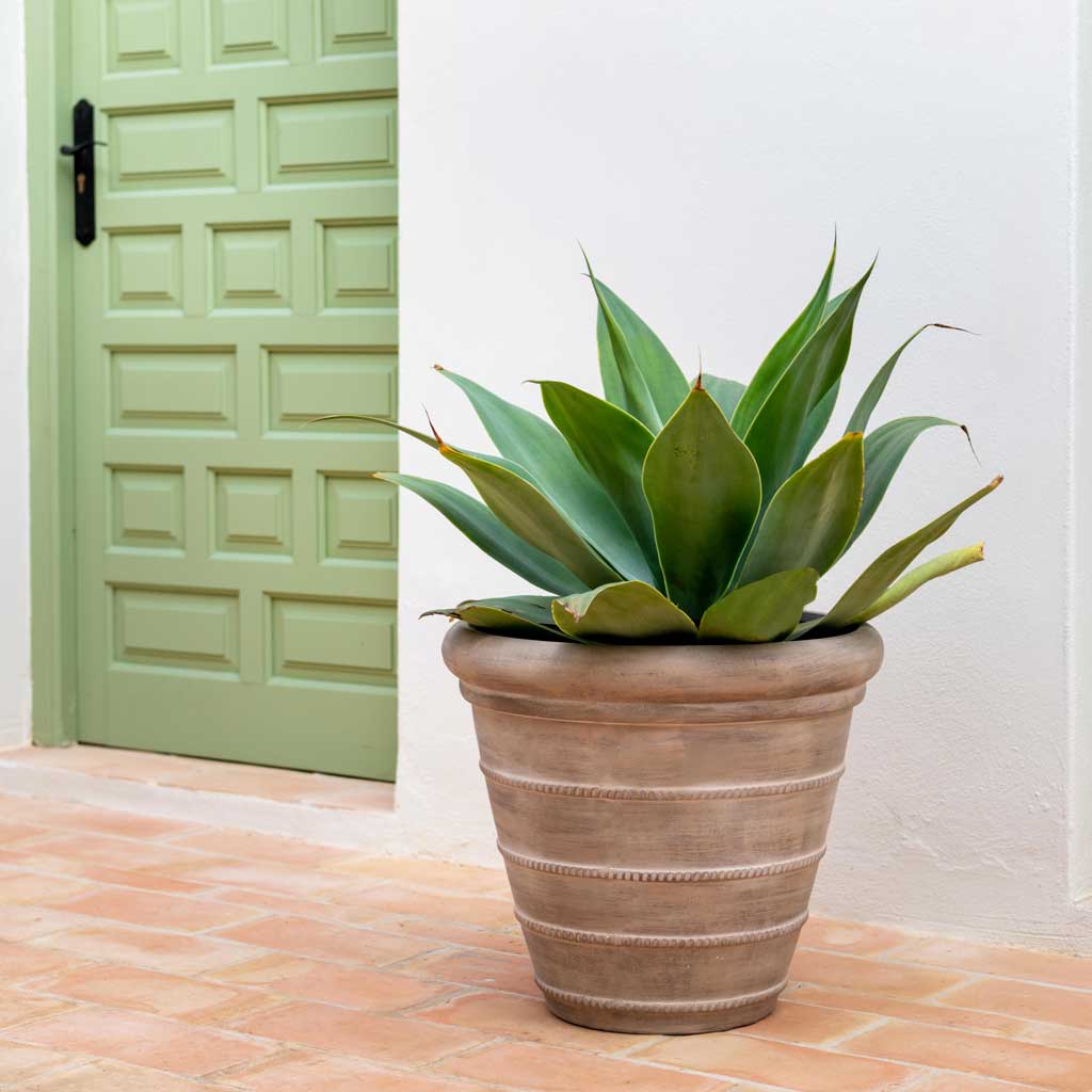 Treasure Selena Planter - Chalk Beige & Succulent