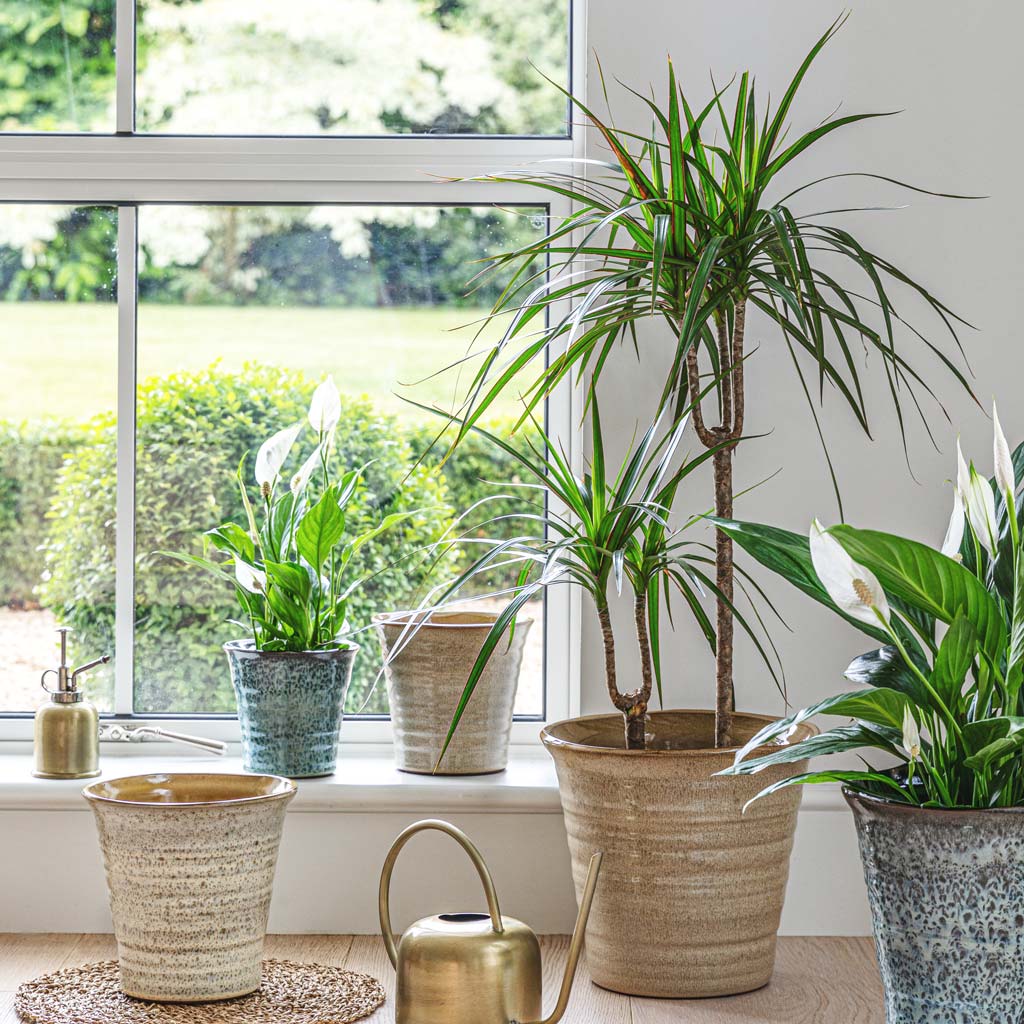 Dracaena Marginata In Vallo Pot Sand Cream
