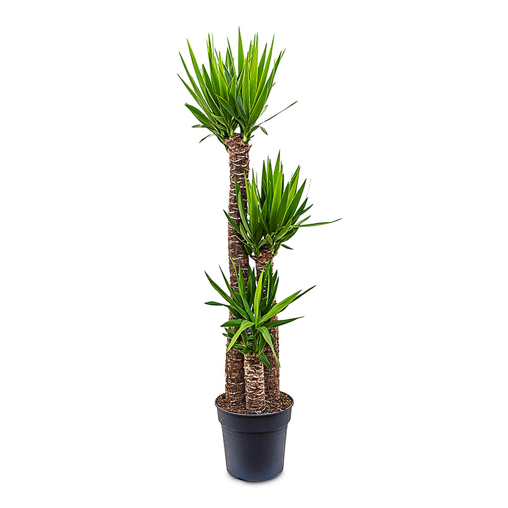 Yucca elephantipes 30x150cm (3 stems)