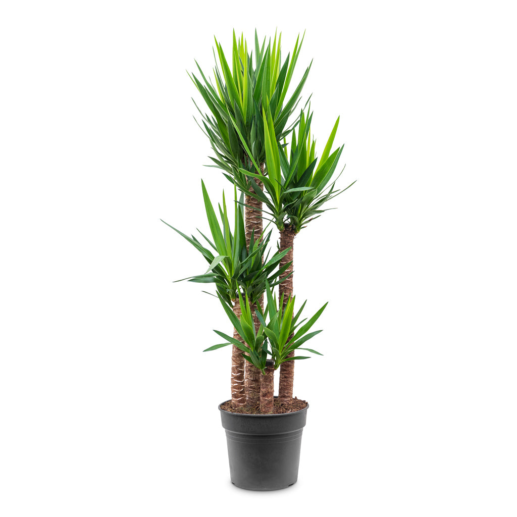 Yucca elephantipes 4 stem 34 x 150cm