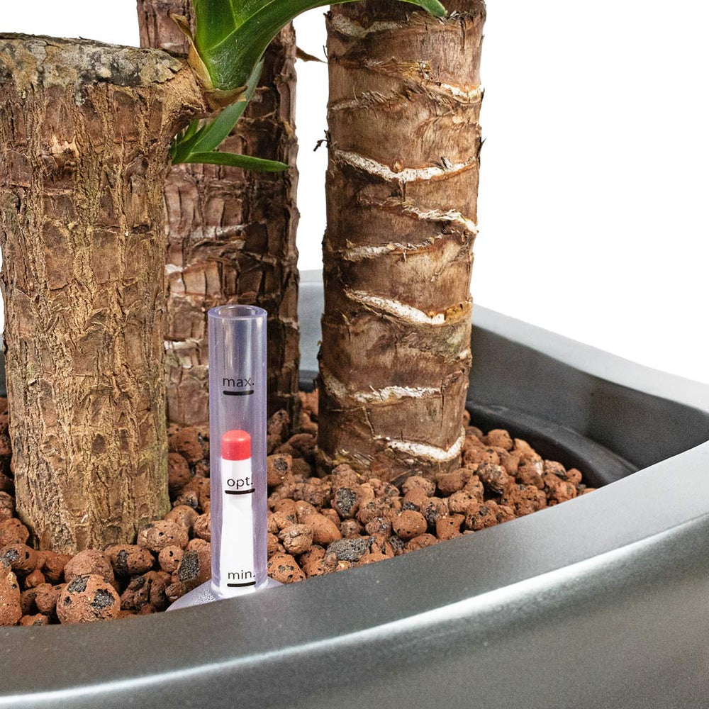 Yucca elephantipes Hydro Care in Gradient Lee Partner Matt Grey - 40x160-190cm Close Up up Of Water Meter