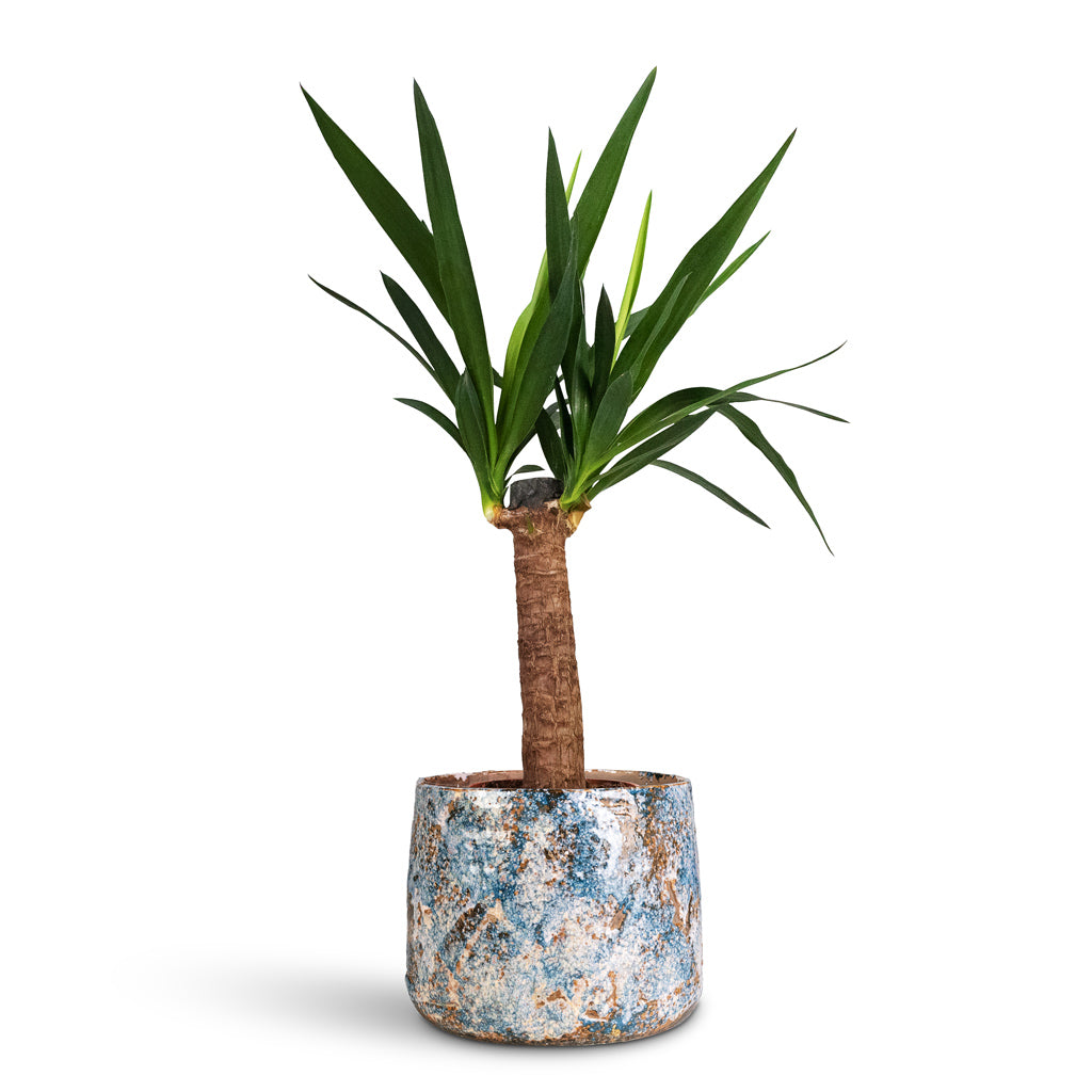 Yucca elephantipes Spineless Yucca 14x60cm house plant in Masha Pot Kobalt 22x17cm