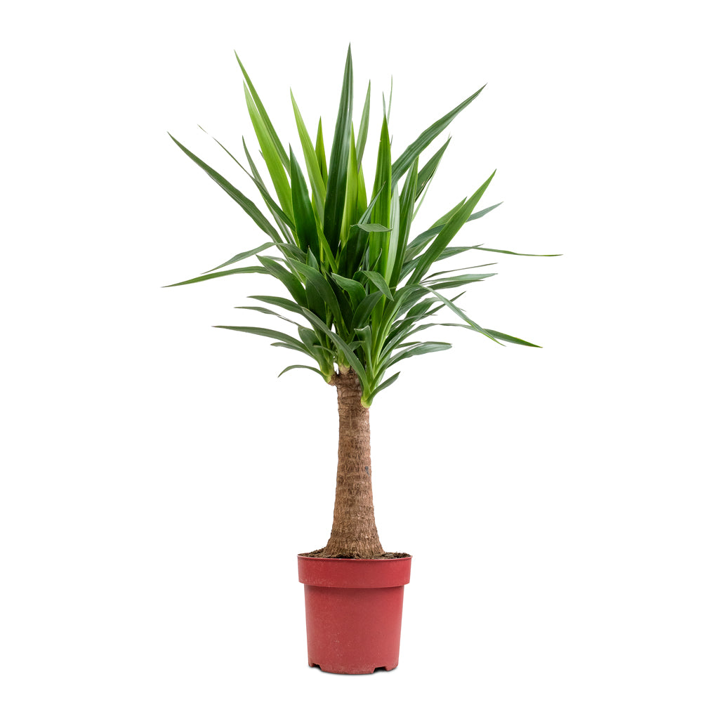 Yucca elephantipes - Thick Trunk - 21 x 100cm