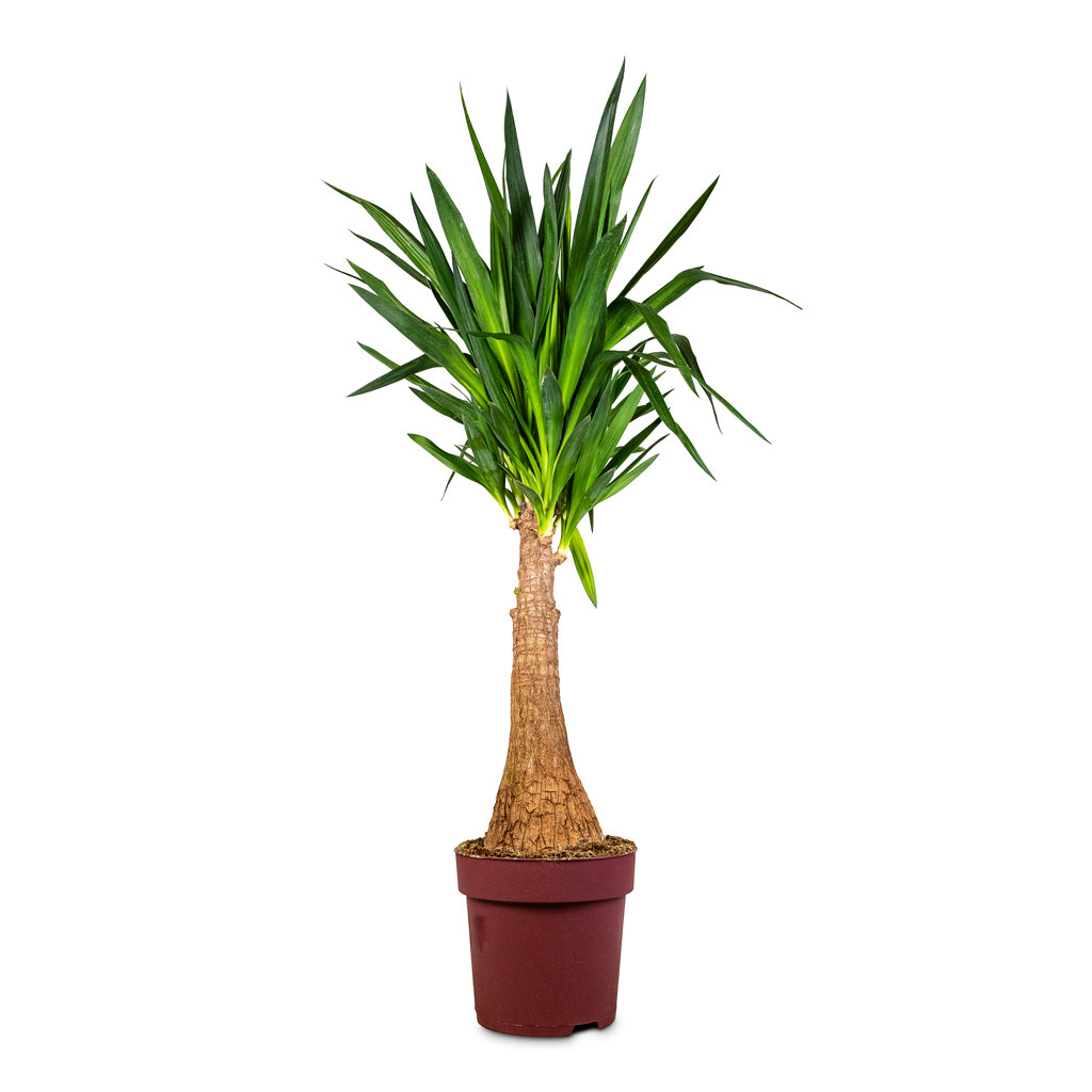 Yucca elephantipes Thick Trunk - 27x140cm