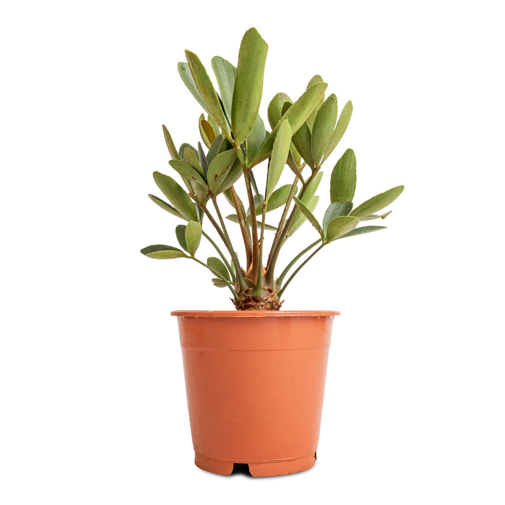 Zamia furfuracea - Cardboard Palm
