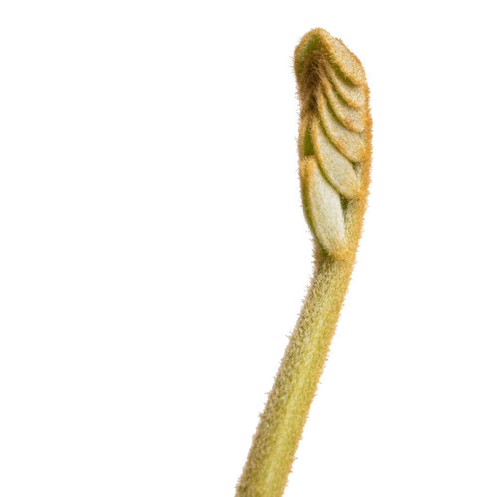 Zamia furfuracea - Cardboard Palm Leaflet