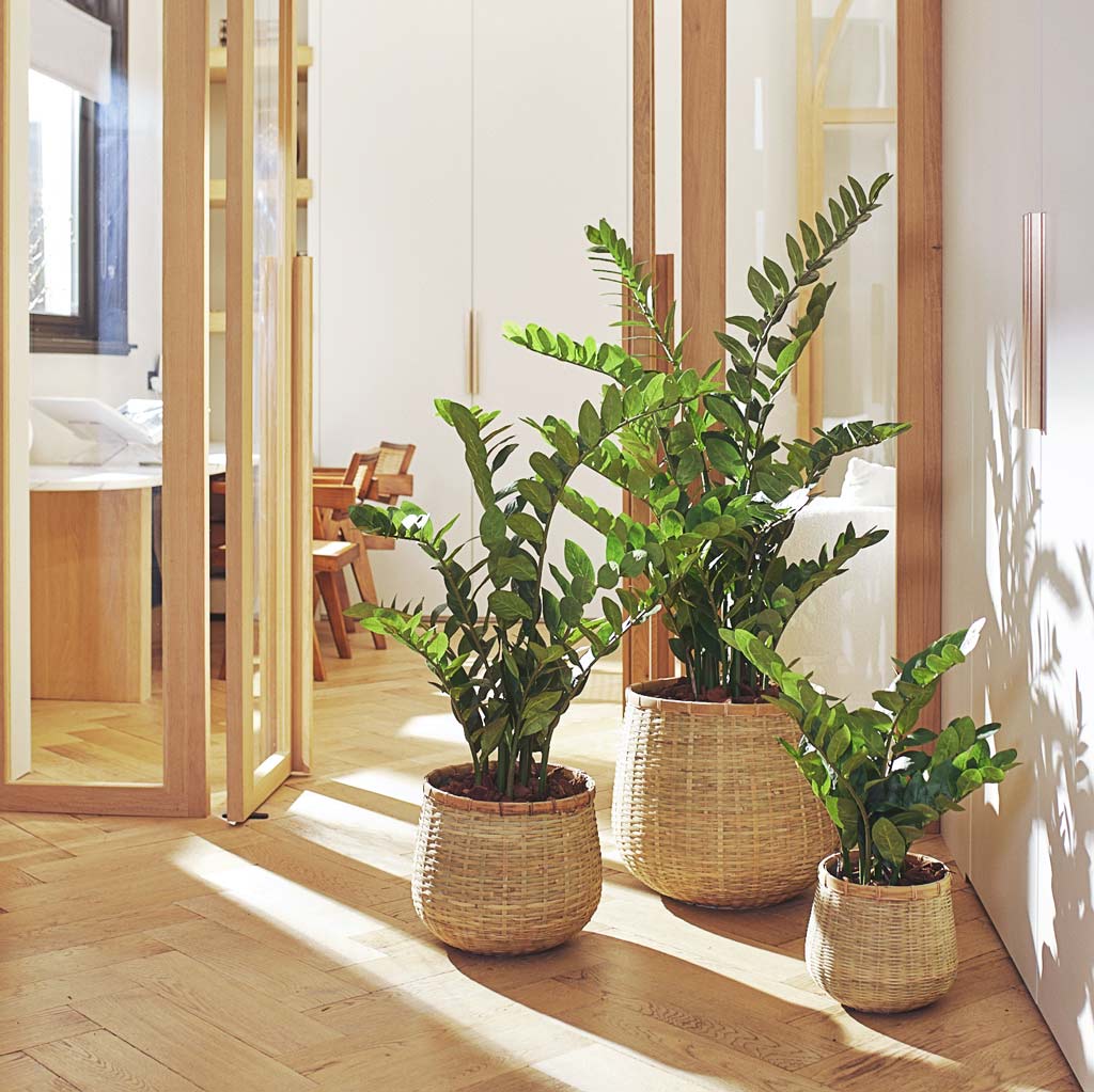 Zamioculcas zamiifolia ZZ Artificial In Basket Planters In Hallway