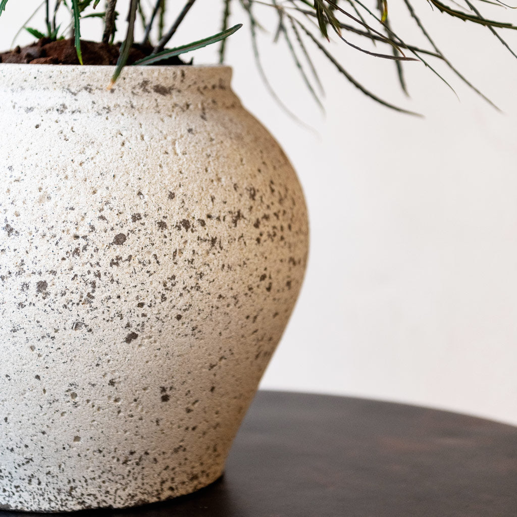 Zeus Mediterranean Planter - Chalk White & Houseplant