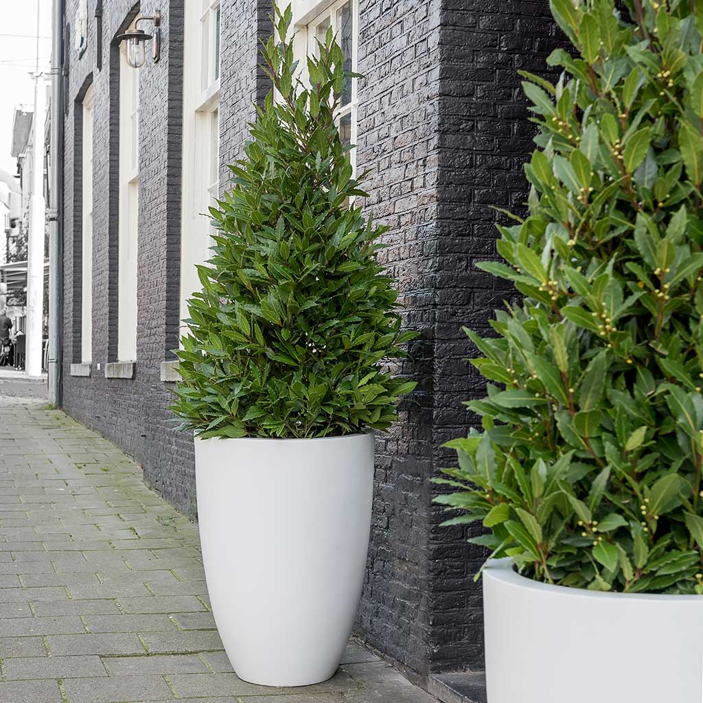Ben Essentials Planter - Matt White Bay trees