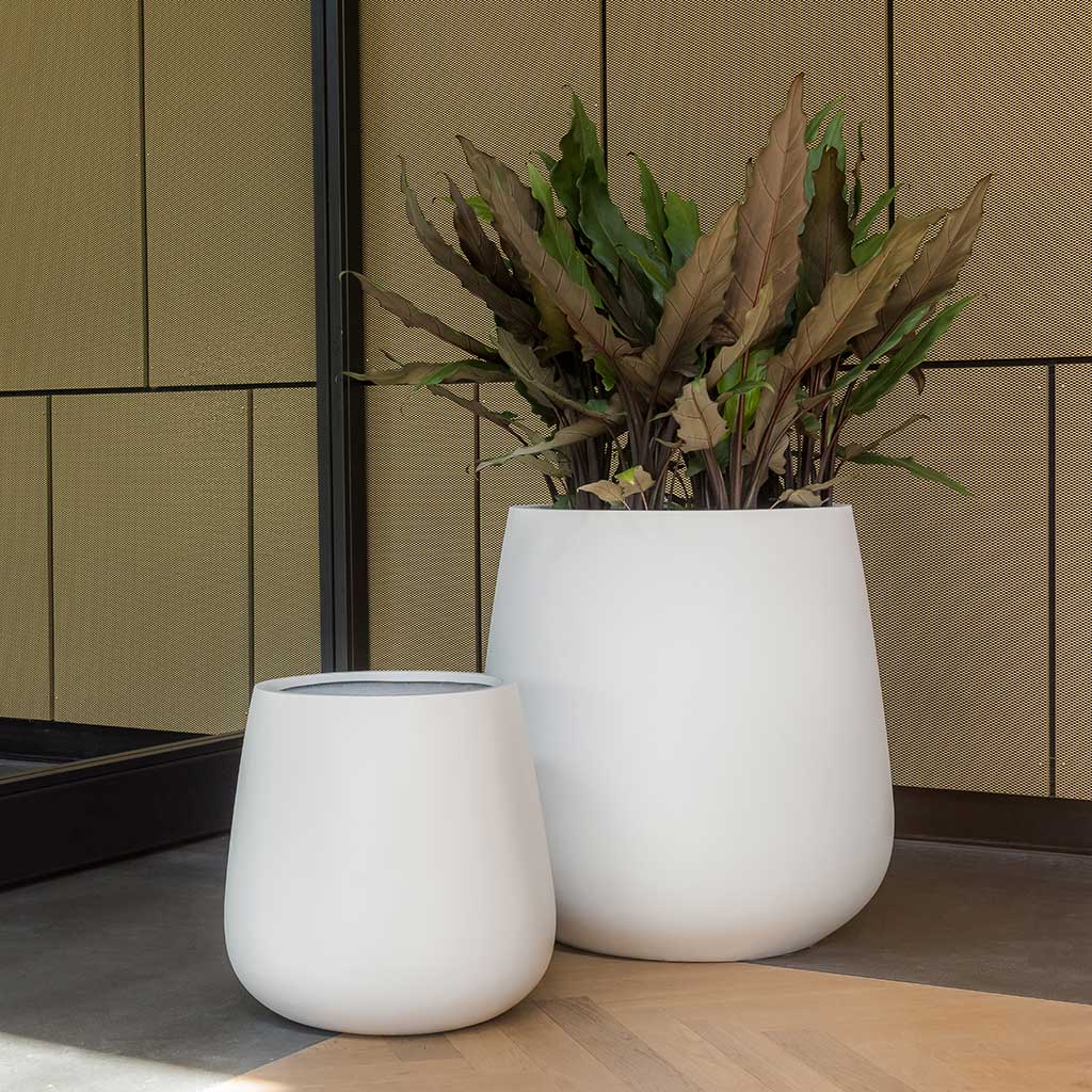 Pax Planters Essential Matte White Office Plants