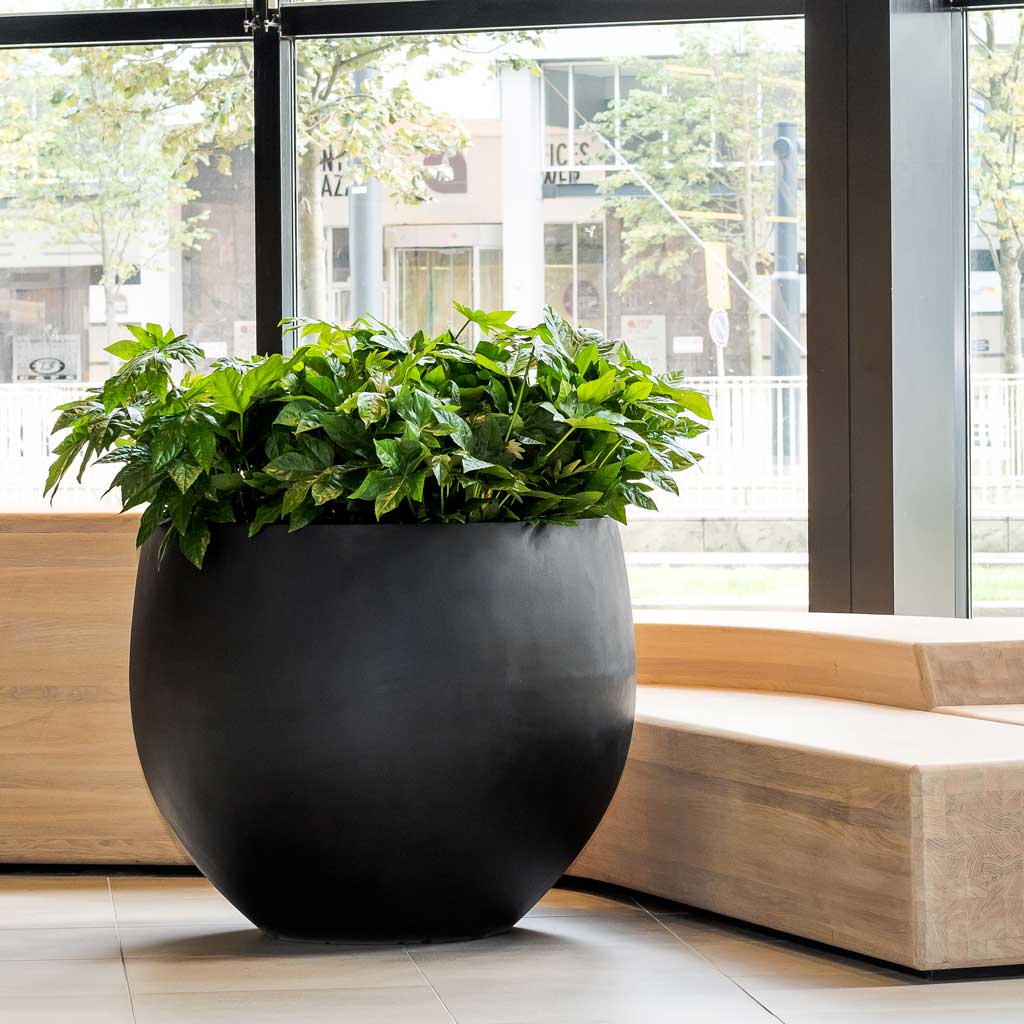 Jumbo Orb Natural Orb Planter - Black In Entranceway